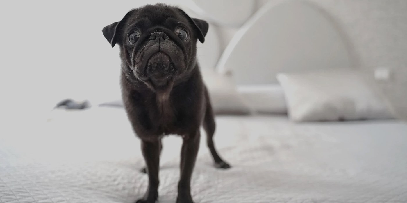 Hotel Principe Pet Friendly Rimini