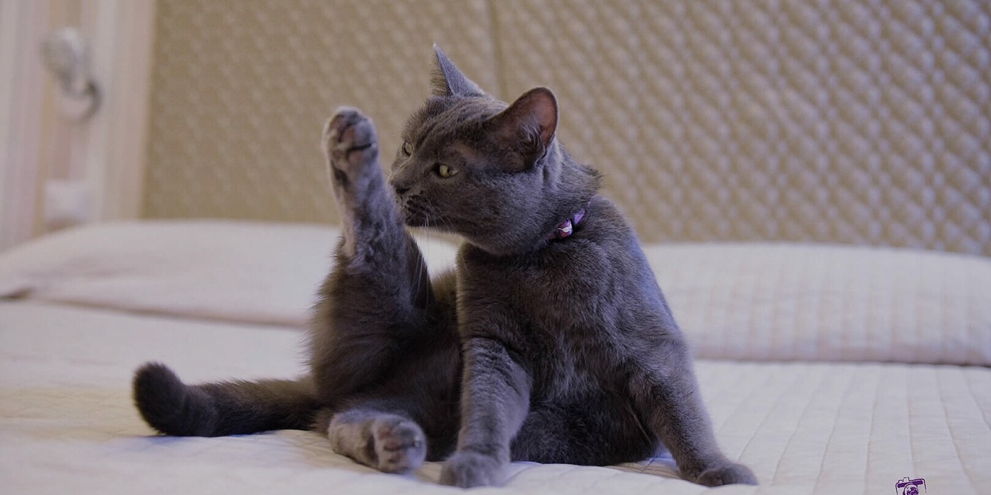 Le camere design di Hotel Principe FOR PET LOVERS