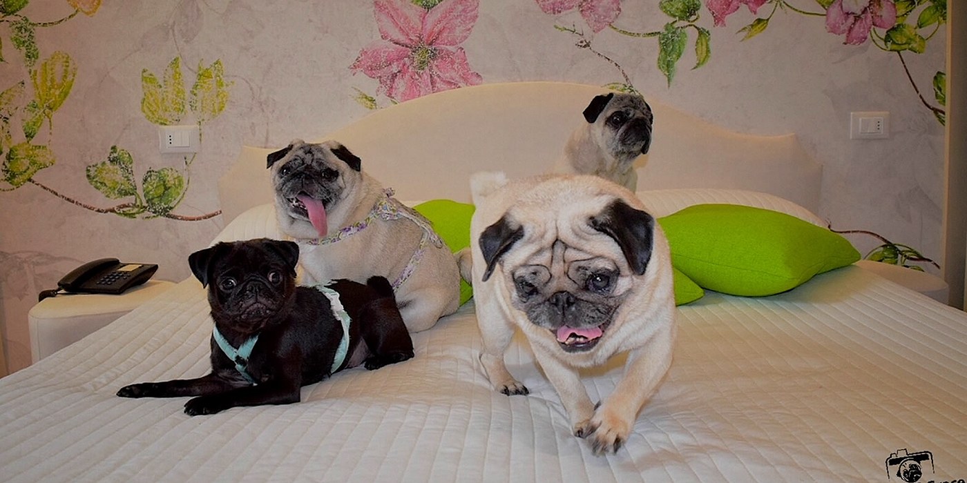 Le camere design di Hotel Principe FOR PET LOVERS