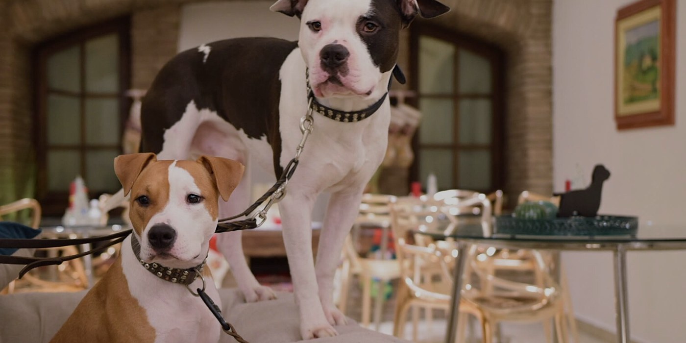 Hotel per cani Rimini | Pet lovers Hotel Rimini