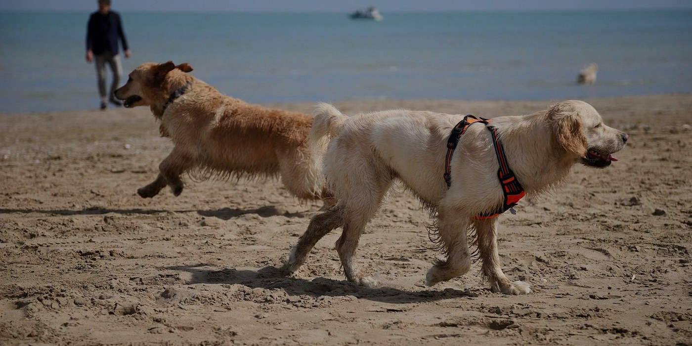 EVENTI E RADUNI FOR PET LOVERS