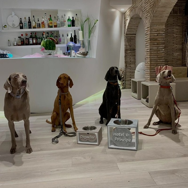 Ciotole per cani