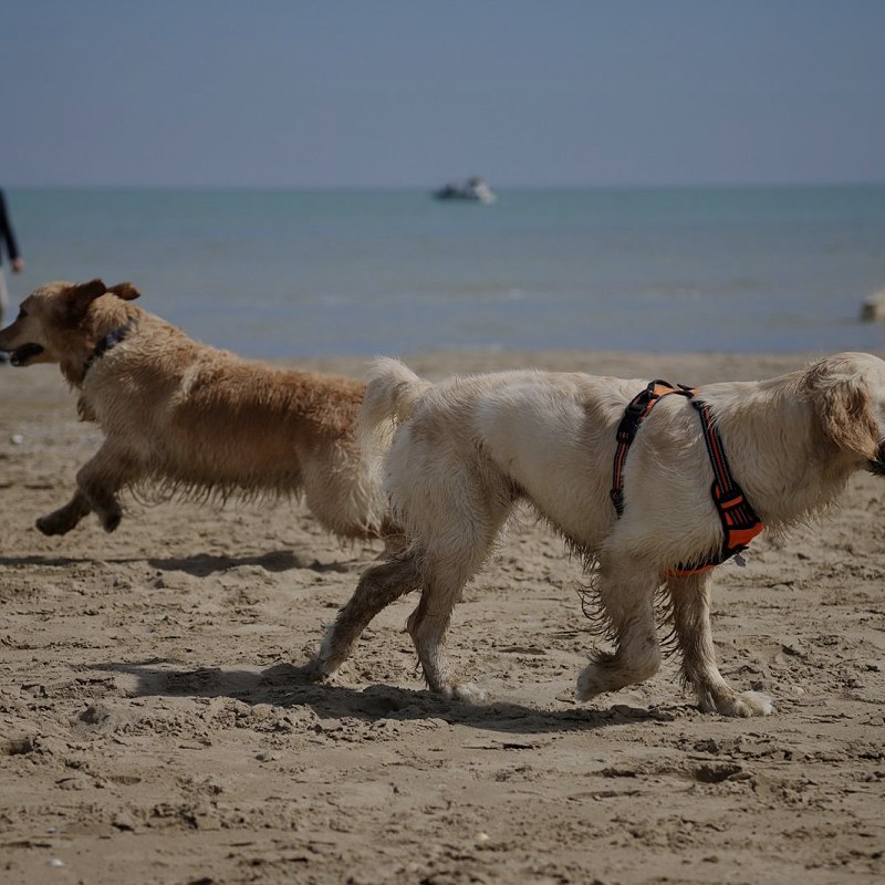 Cani in spiaggia