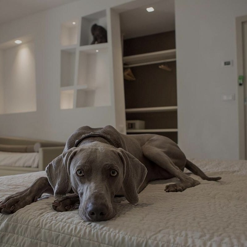 Pumay cane sul letto