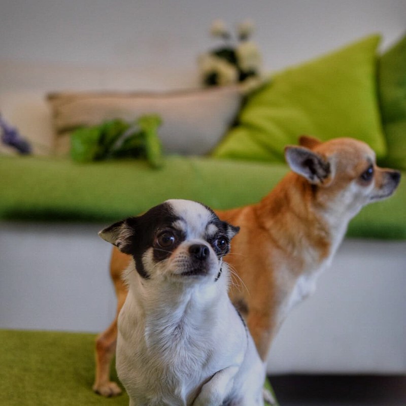 Hotel pet friendly rimini