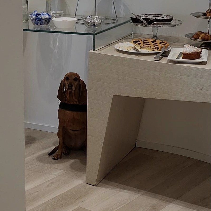 Buffet per cani