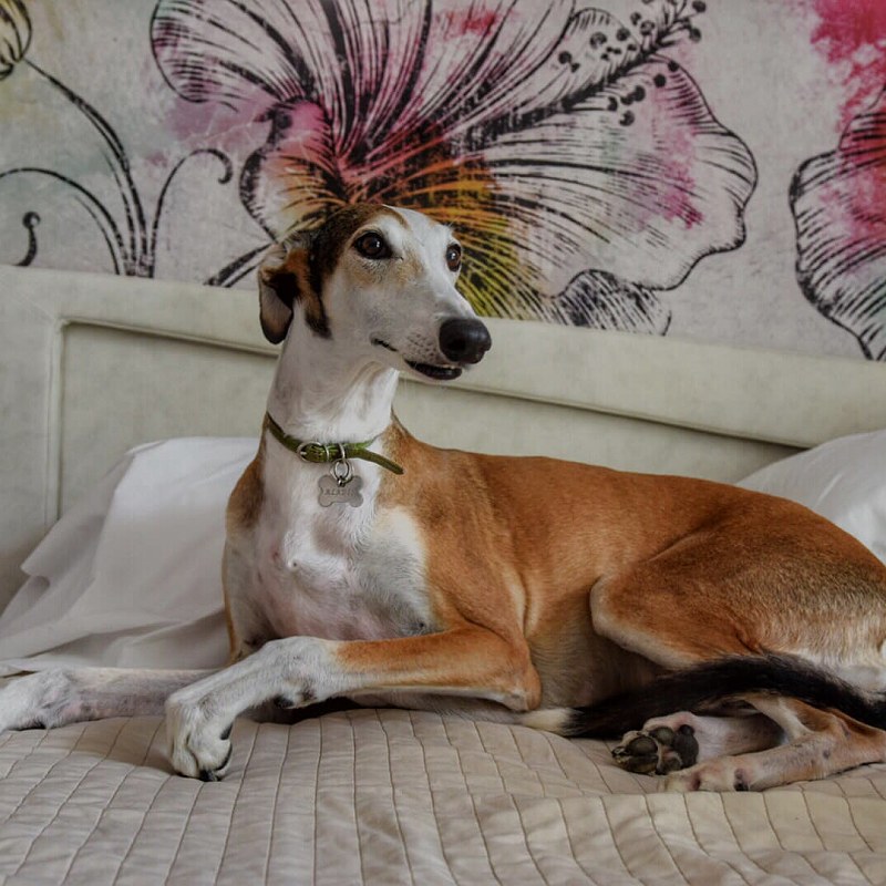 Cane sul letto
