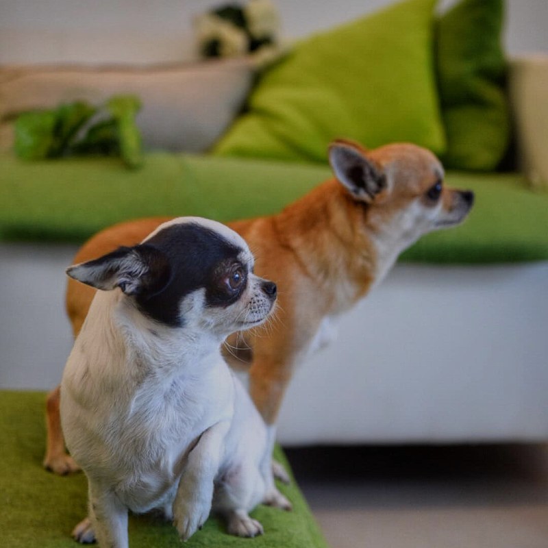 Cani hotel rimini