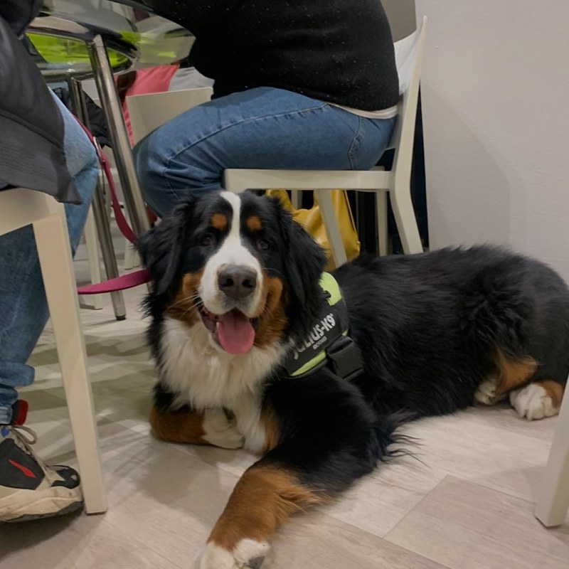 Cani in sala da pranzo