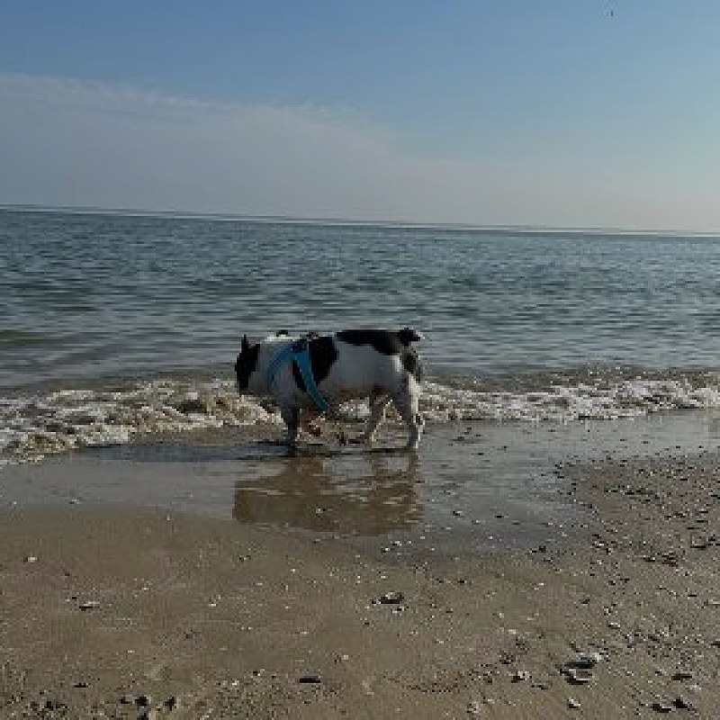 Cane mare