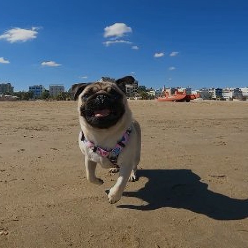 Cane spiaggia