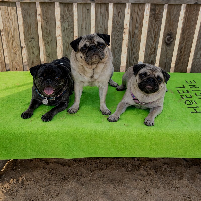 Cani spiaggia