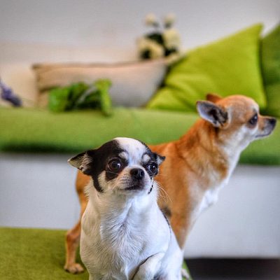 Hotel pet friendly Rimini