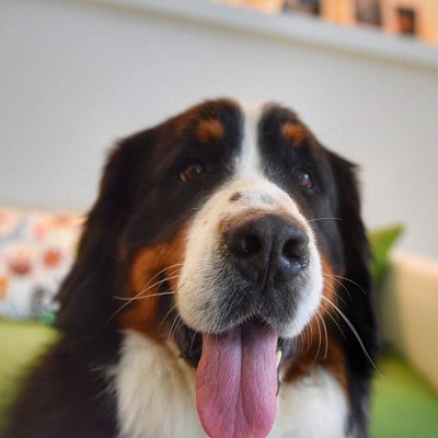 Cane