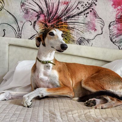 Cane sul letto
