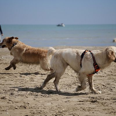 Cani in spiaggia