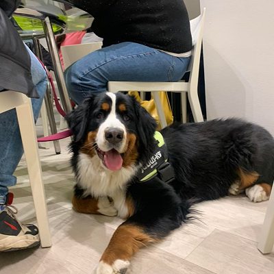 Cani accesso sala da pranzo