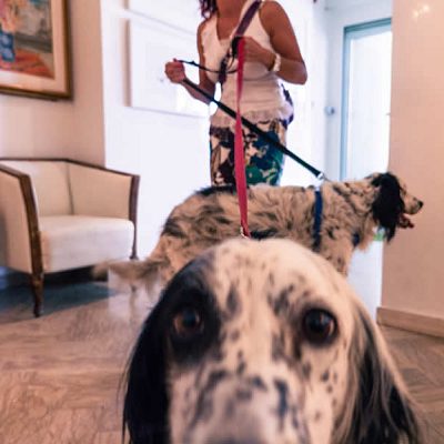 Hotel pet friendlyu Rimini