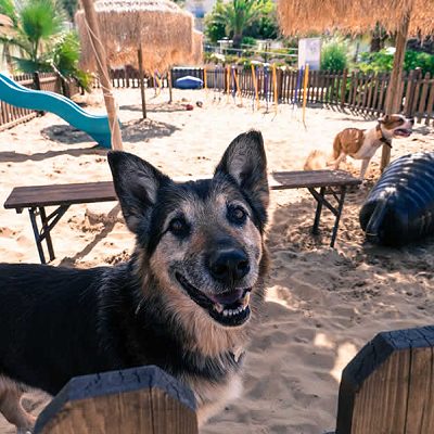 Spiaggia attrezzata per animali