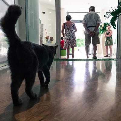 anche i gatti sono i benvenuti