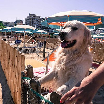 servizi spiaggia per animali