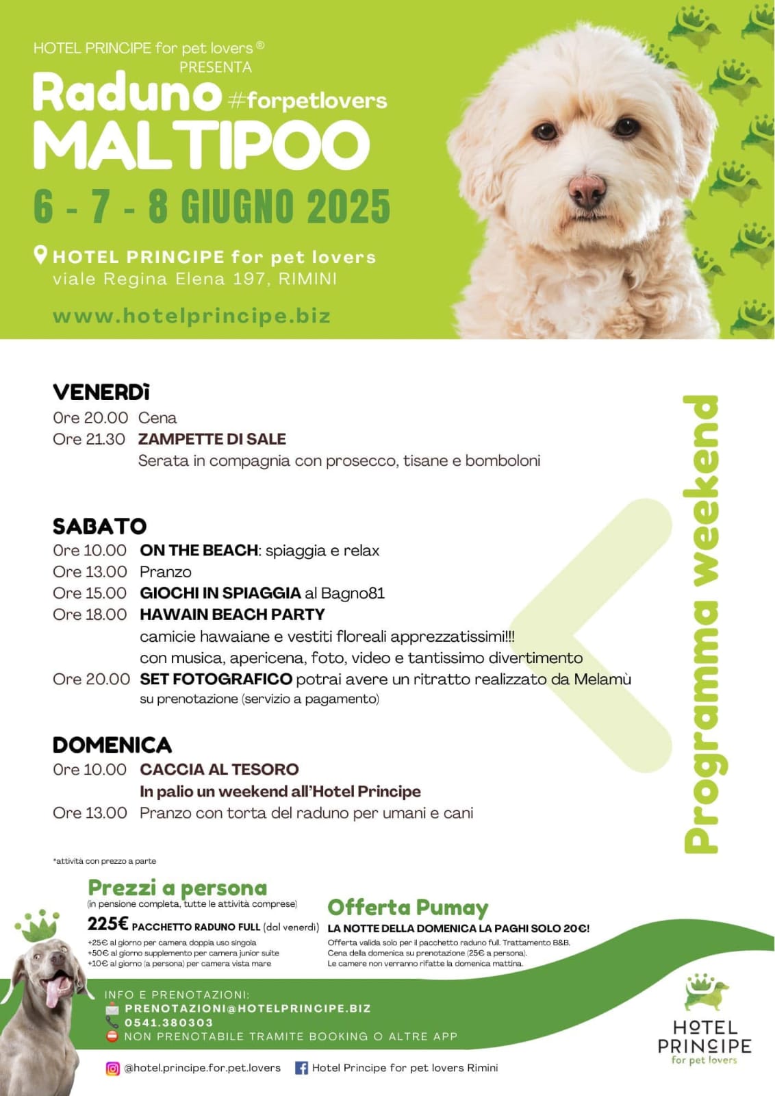 Raduno Maltipoo